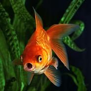 Duccio A. headshot